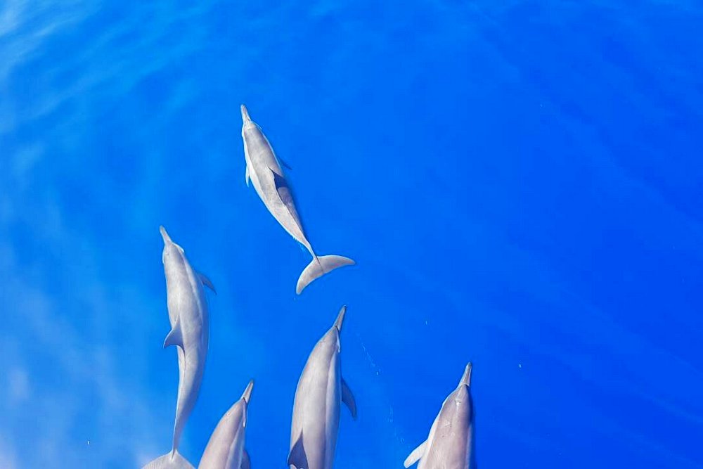 Мальдивы: Ayada Maldives 5*, развлечения