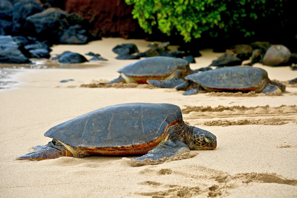 Пляжный отдых в Омане