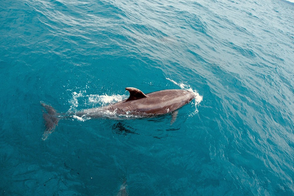 Оман: Маскат