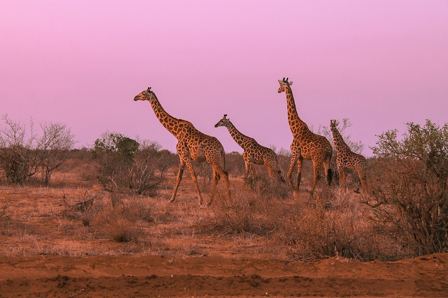 Кения: Таита-Хиллз